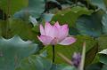 IMG-20250701-WA0124
