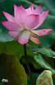 IMG-20250704-WA0000