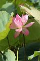 IMG-20250704-WA0003