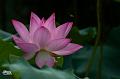 IMG-20250705-WA0000