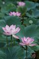IMG-20250705-WA0002