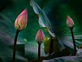 IMG-20250705-WA0004