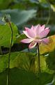 IMG-20250707-WA0004