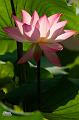 IMG-20250709-WA0001