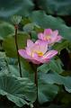 IMG-20250709-WA0003