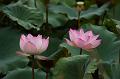 IMG-20250710-WA0004