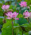 IMG-20250710-WA0009
