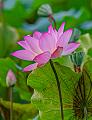 IMG-20250710-WA0010