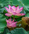 IMG-20250710-WA0013