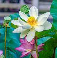 IMG-20250711-WA0013