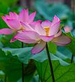 IMG-20250711-WA0014