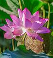 IMG-20250711-WA0015