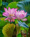 IMG-20250711-WA0017