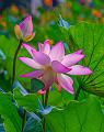 IMG-20250711-WA0019