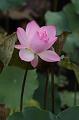 IMG-20260611-WA0015