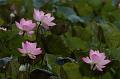 IMG-20260611-WA0018