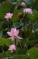 IMG-20260611-WA0021