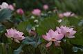 IMG-20260611-WA0024
