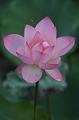 IMG-20260611-WA0028