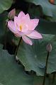IMG-20260611-WA0036
