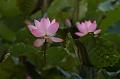 IMG-20260611-WA0038