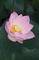 IMG-20260611-WA0039