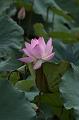 IMG-20260611-WA0040