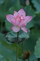 IMG-20260611-WA0041