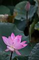 _DSC8006