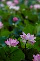 _DSC8090