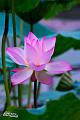 IMG-20160711-WA0000