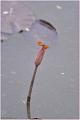 IMG-20160711-WA0014