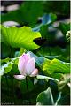 IMG-20160711-WA0016