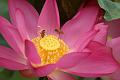 IMG-20160711-WA0042