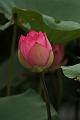 IMG-20160711-WA0047