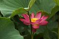 IMG-20160711-WA0049