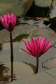 IMG-20160711-WA0053