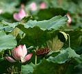 IMG-20160711-WA0091