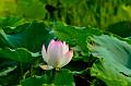 IMG-20160711-WA0098