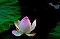 IMG-20160711-WA0101