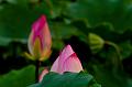 IMG-20160711-WA0102