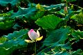 IMG-20160711-WA0103