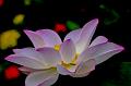 IMG-20160711-WA0104