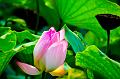 IMG-20160711-WA0111
