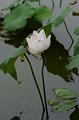 IMG-20160712-WA0001
