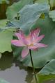 IMG-20160712-WA0004