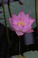 IMG-20160712-WA0007