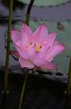 IMG-20160712-WA0008