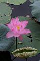 IMG-20160712-WA0009