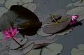 IMG-20160712-WA0014